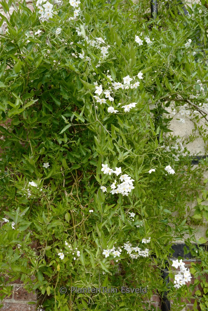 Solanum jasminioides ‘Albiflorum’