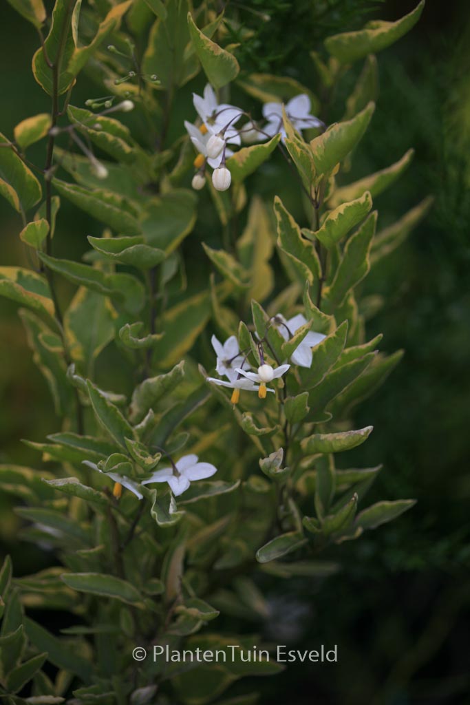 Solanum jasminoides ‘Aureovariegatum’