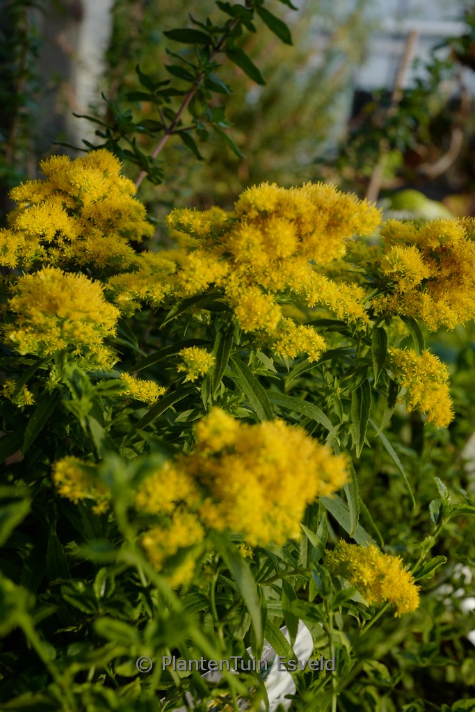 Solidago ‘Golden Dwarf’