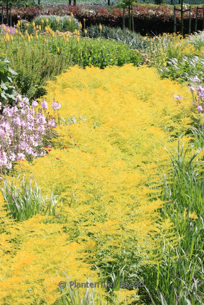 Solidago ‘Golden Mosa’