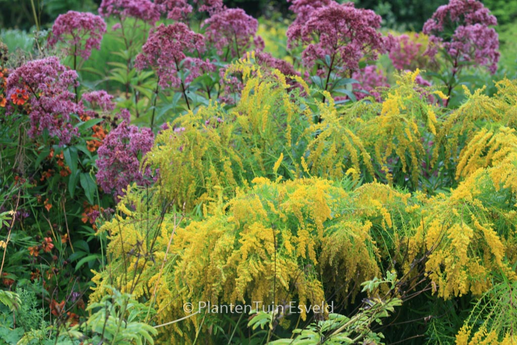 Solidago ‘Laurin’
