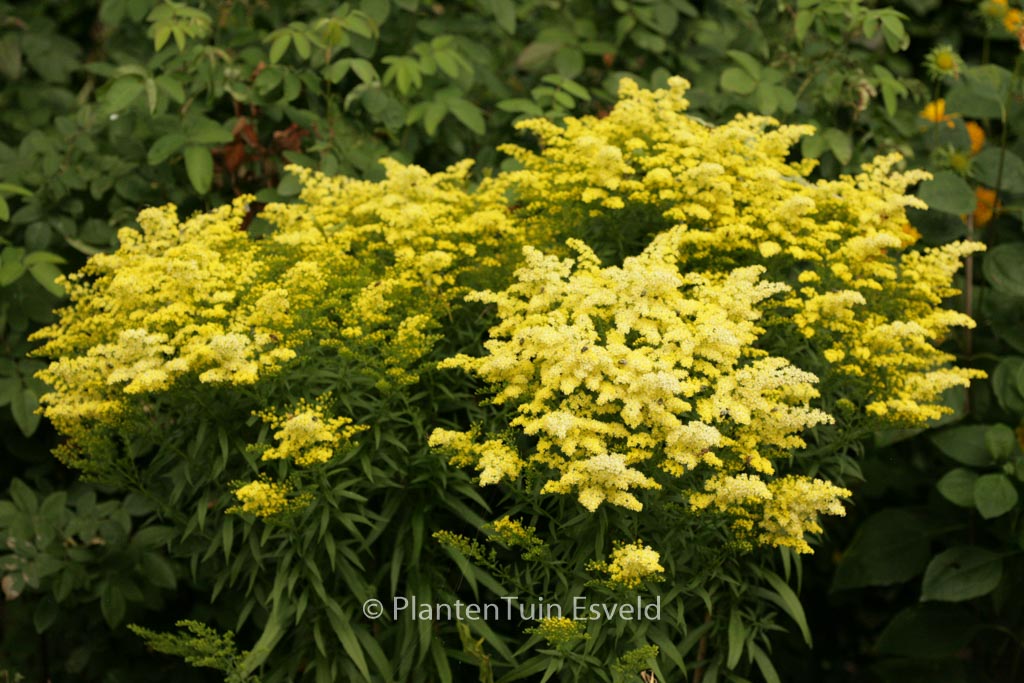 Solidago ‘Strahlenkrone’