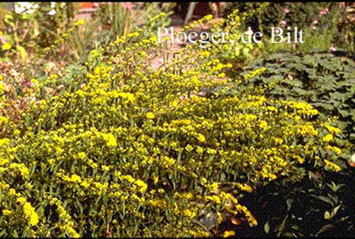 Solidago caesia