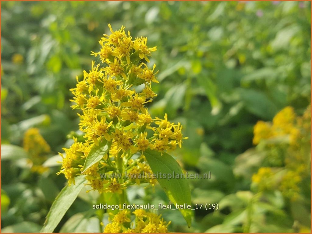 Solidago flexicaulis ‘Flexi Belle’
