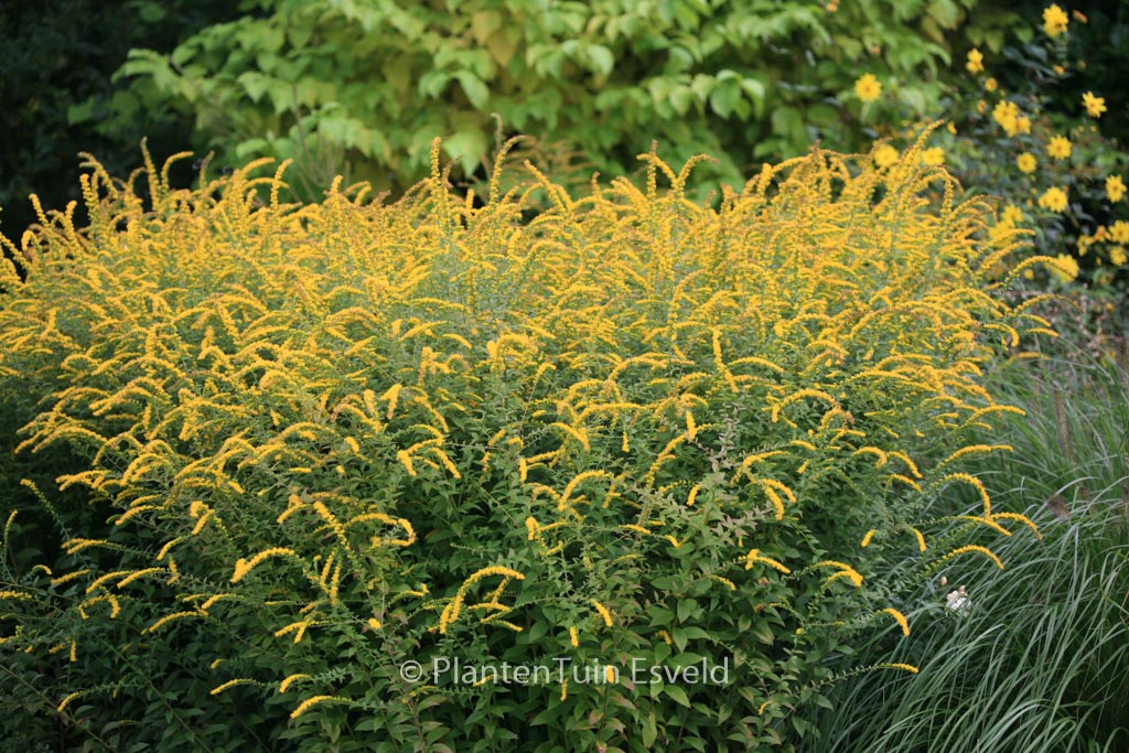 Solidago rugosa ‘Fireworks’