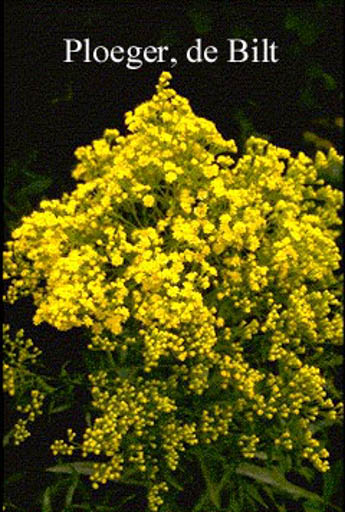 Solidaster luteus ‘Lemore’