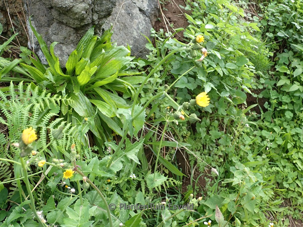 Sonchus asper