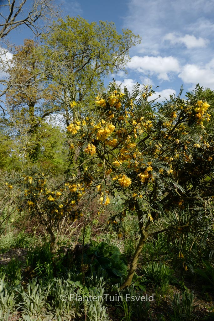 Sophora microphylla ‘Hilsop’ (SUN KING)