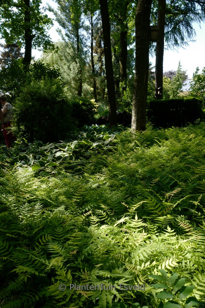 Sorbaria sorbifolia ‘Sem’