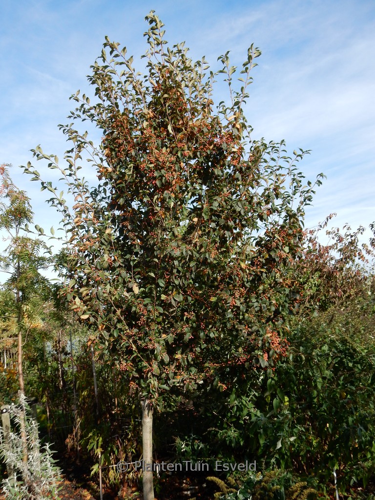 Sorbus alnifolia ‘Red Bird’