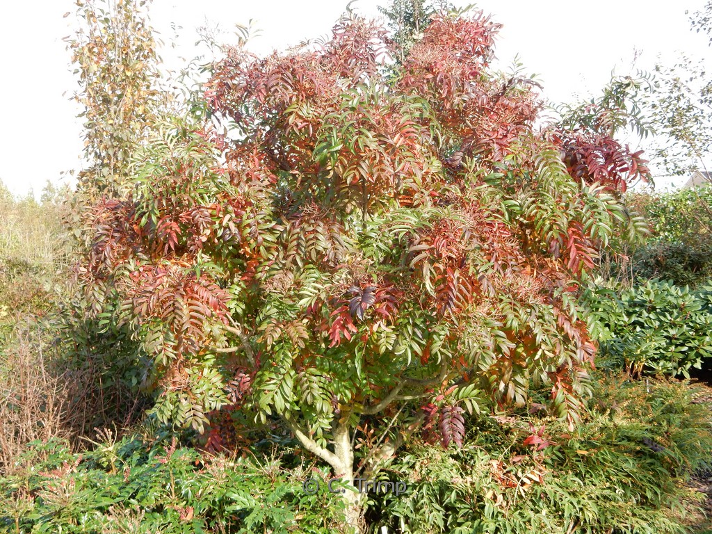Sorbus amabilis