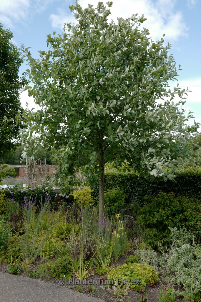 Sorbus aria ‘Lutescens’