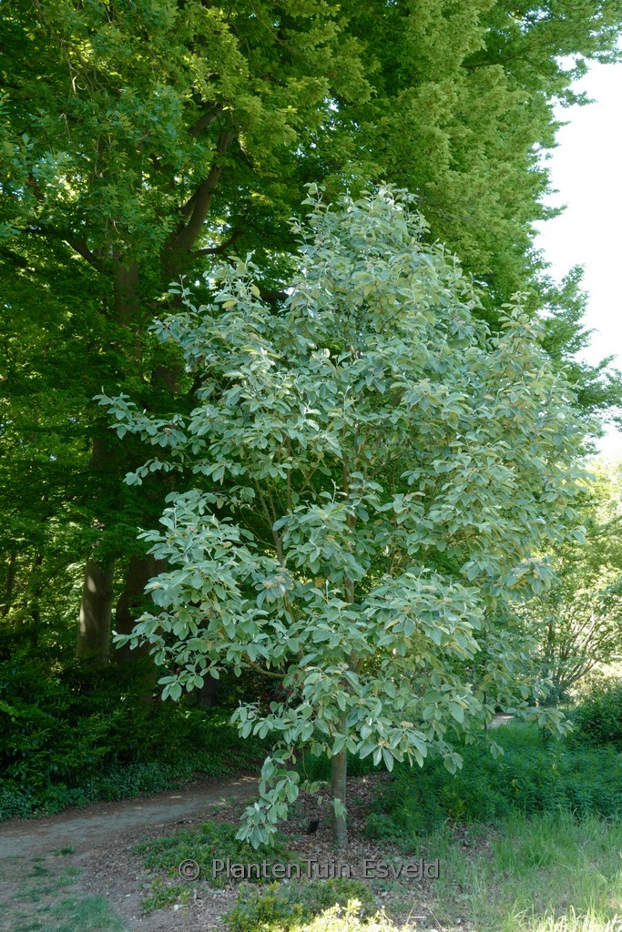Sorbus aria ‘Magnifica’