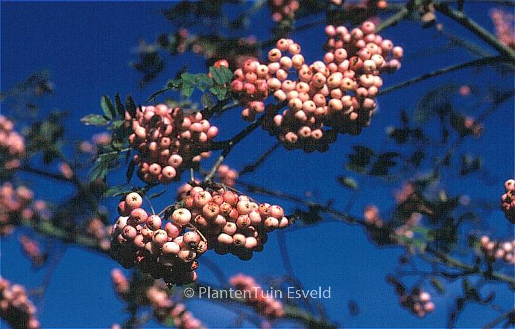 Sorbus arnoldiana ‘Kirsten Pink’