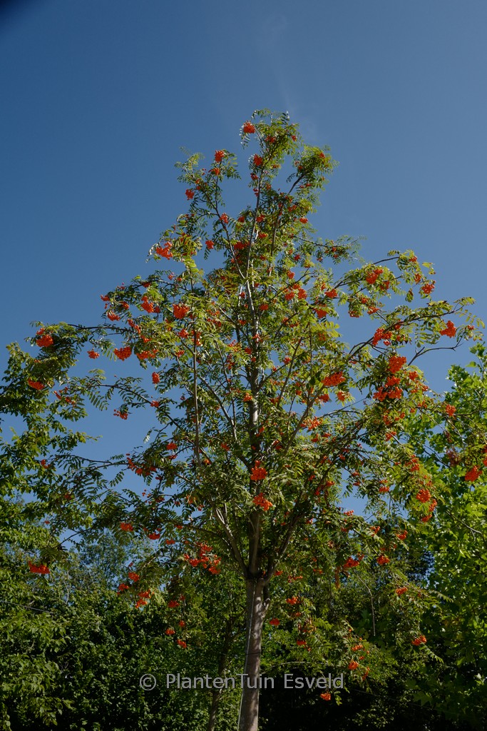 Sorbus aucuparia var. edulis