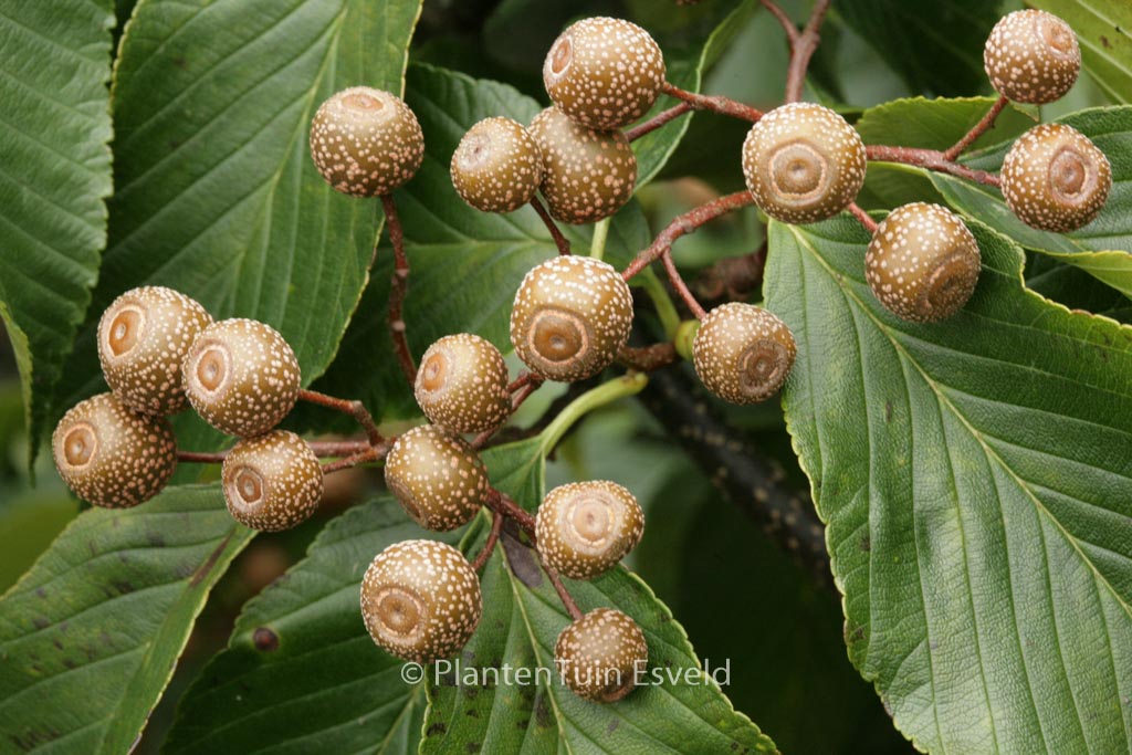 Sorbus caloneura