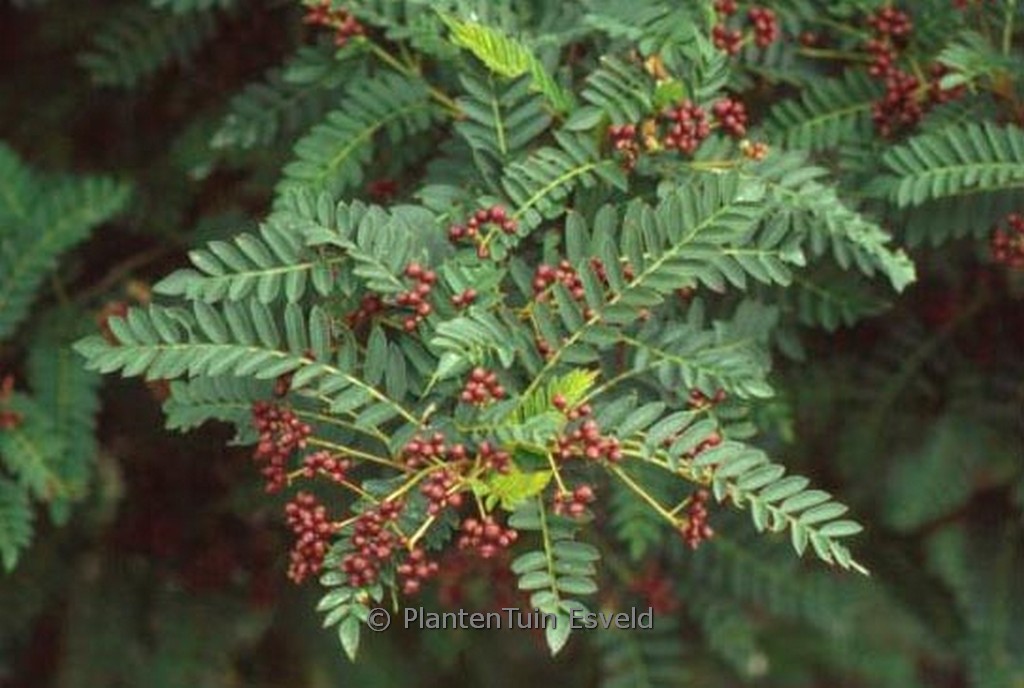 Sorbus cangshanensis