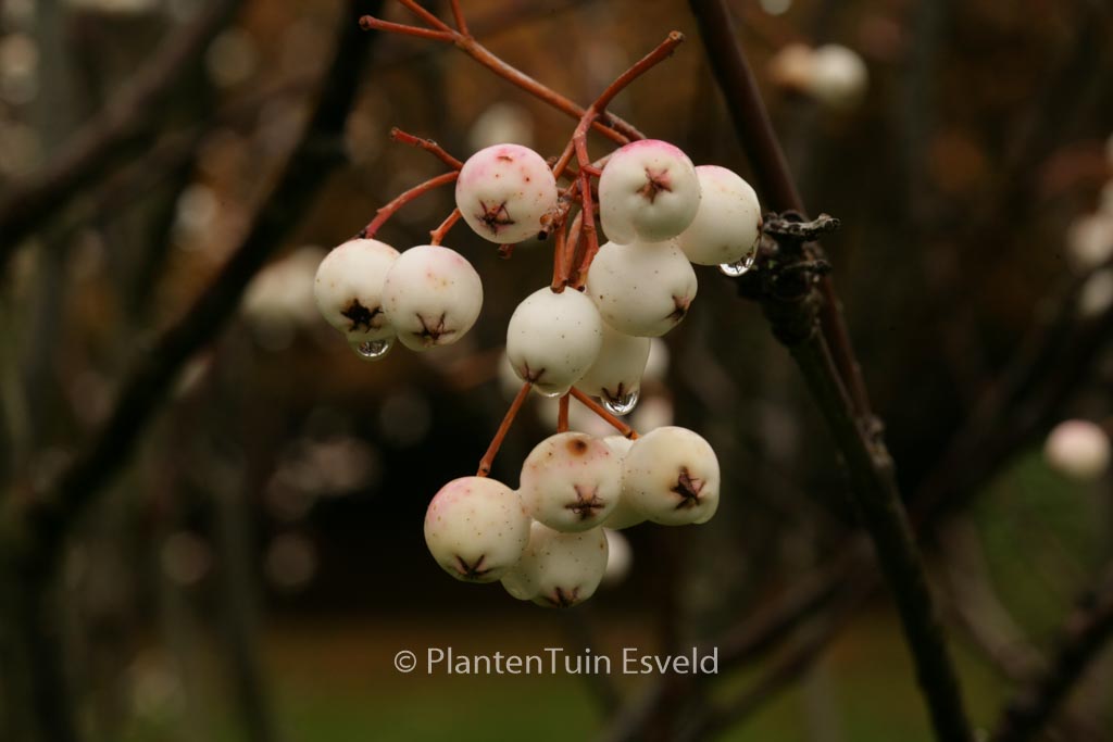 Sorbus cashmiriana