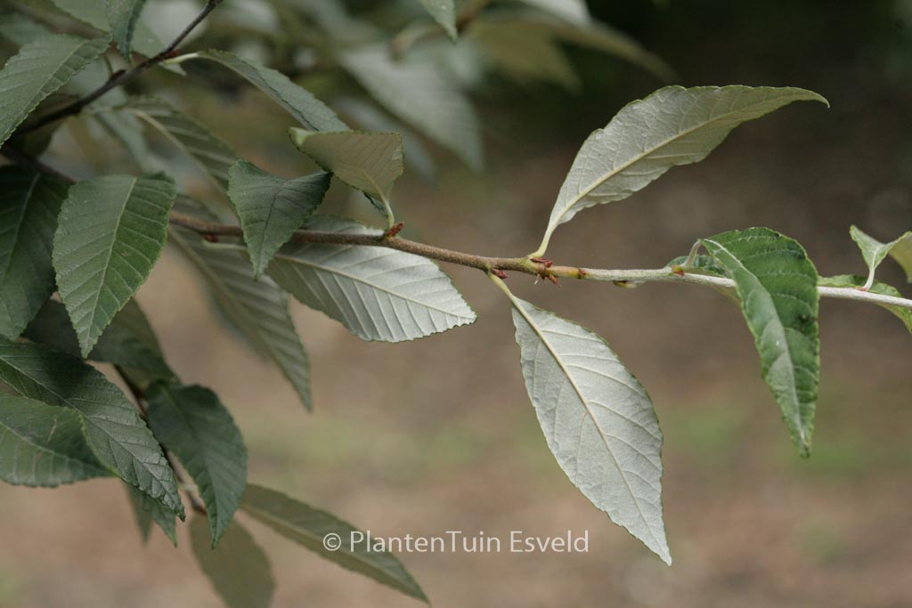Sorbus folgneri ‘Emiel’
