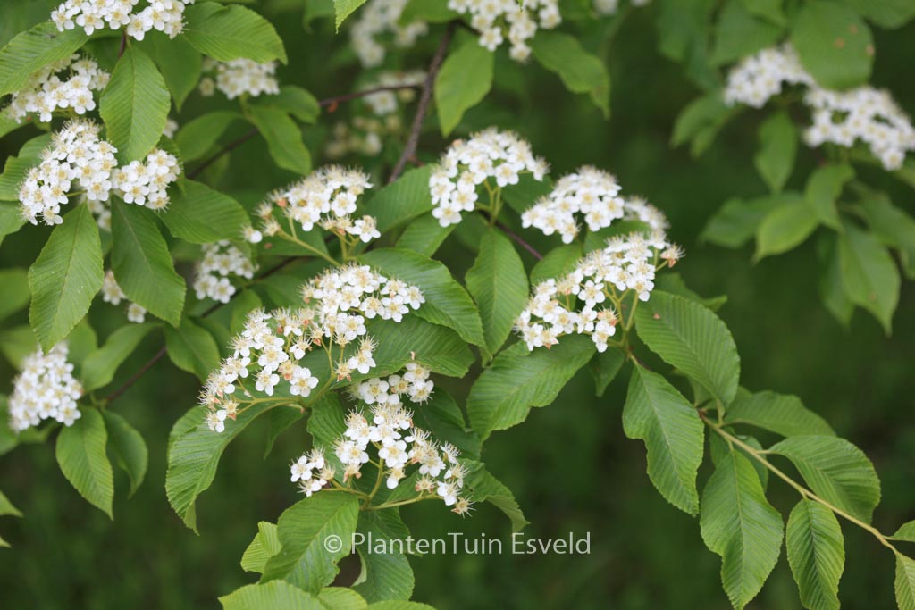 Sorbus meliosmifolia