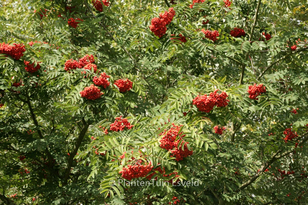 Sorbus pohuashanensis