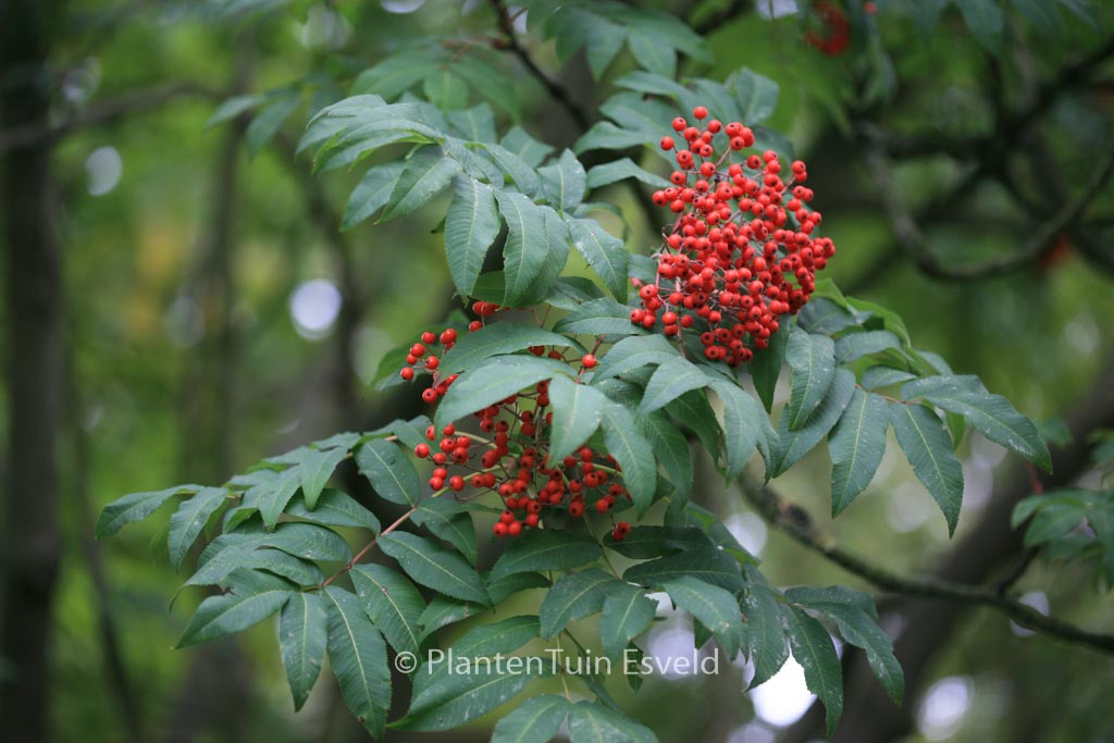Sorbus sargentiana