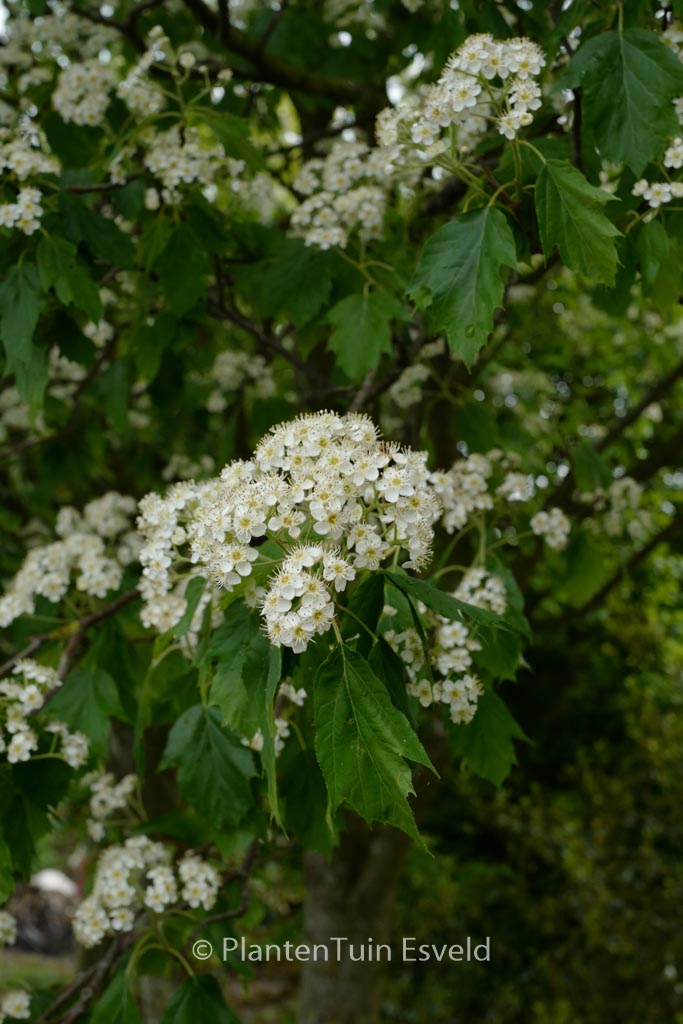 Sorbus torminalis