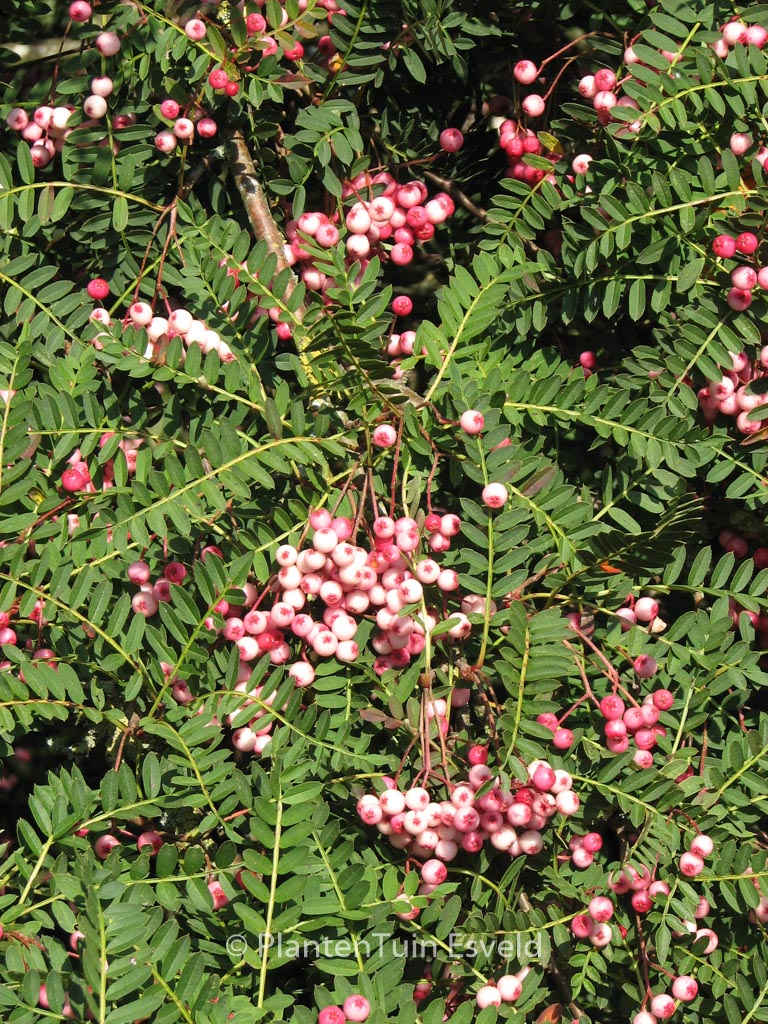 Sorbus vilmorinii