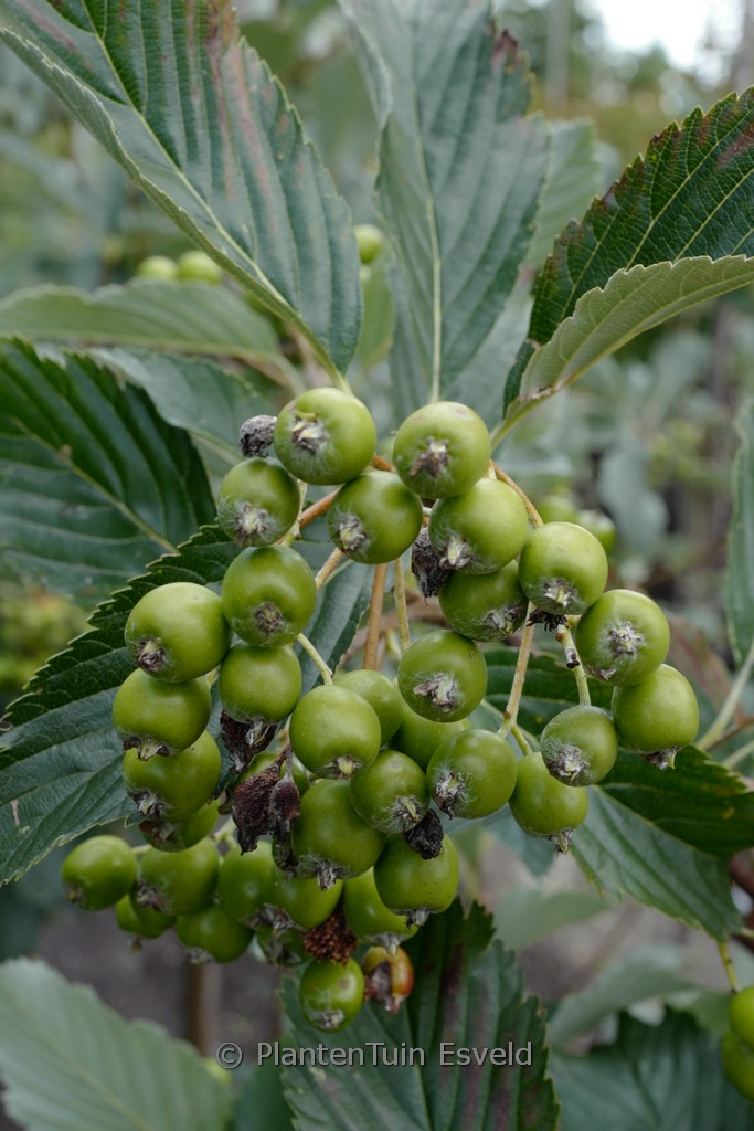 Sorbus wilmottiana