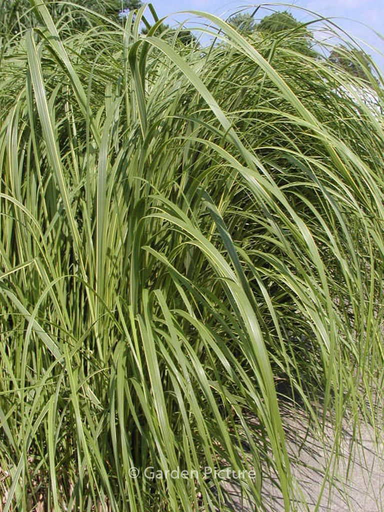 Spartina pectinata ‘Aureomarginata’