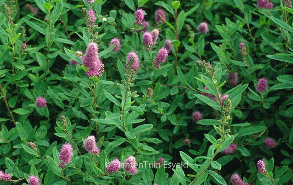 Spiraea billiardii ‘Triumphans’