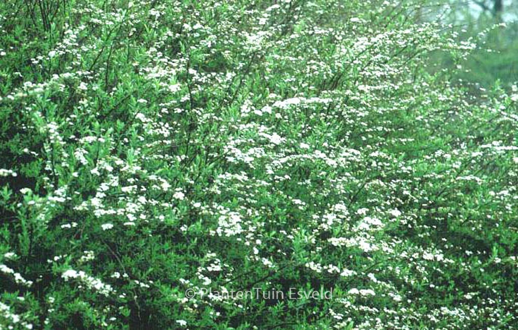 Spiraea cinerea ‘Grefsheim’