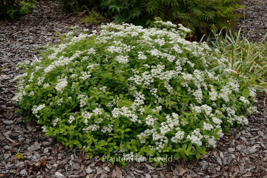 Spiraea decumbens