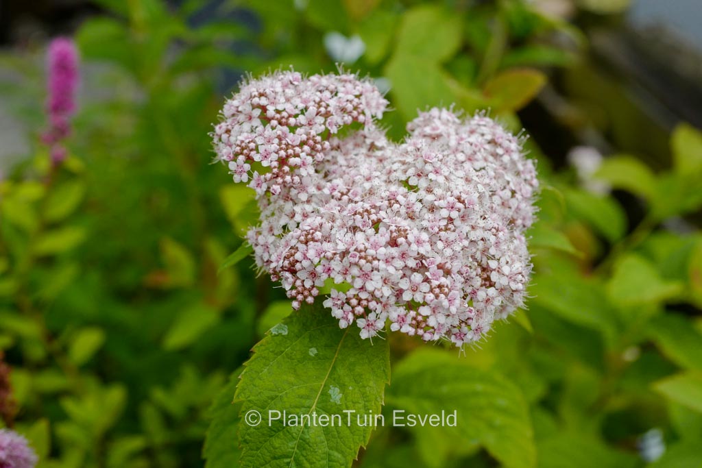 Spiraea fritschiana