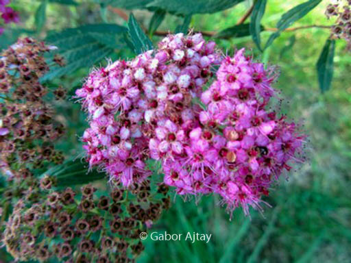 Spiraea japonica ‘Dart’s Red’