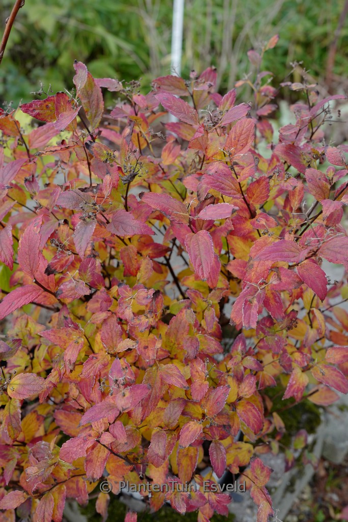 Spiraea japonica ‘Galen’ (DOUBLE PLAY ARTISAN