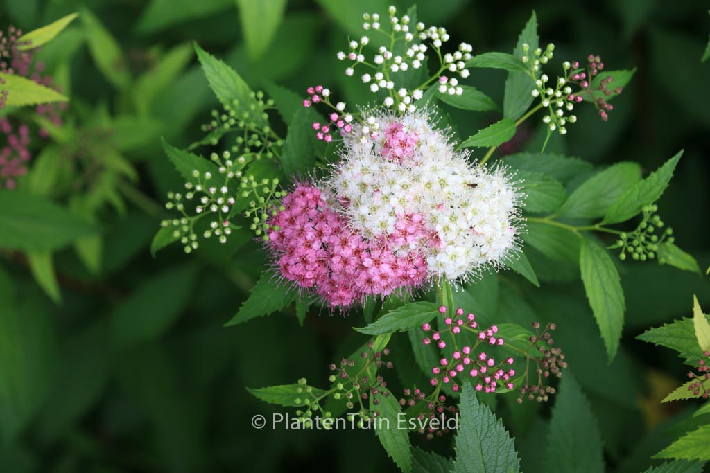 Spiraea japonica ‘Genpei’