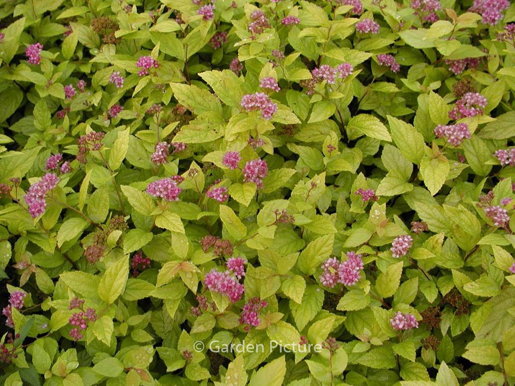 Spiraea japonica ‘Golden Princess’