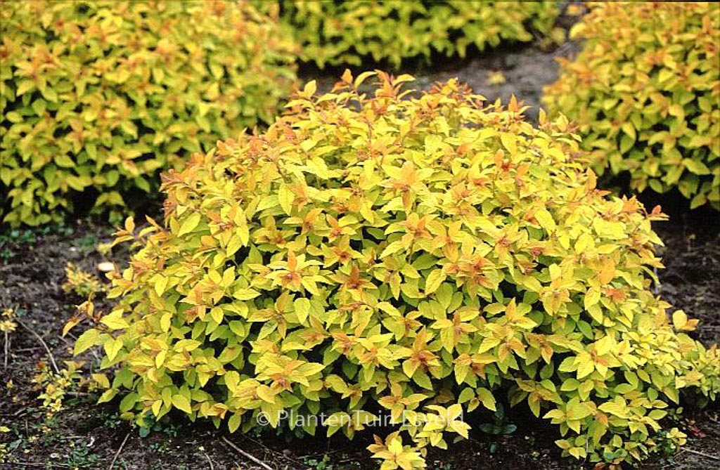 Spiraea japonica ‘Goldflame’