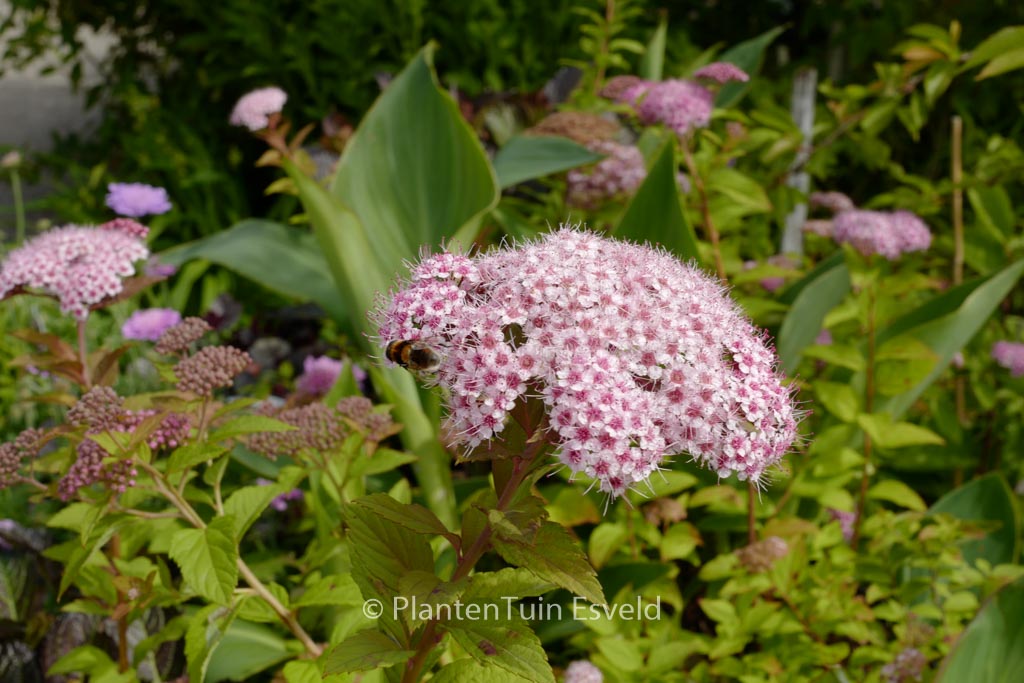 Spiraea japonica ‘Lonspi’ SPARKLING CHAMPAGNE
