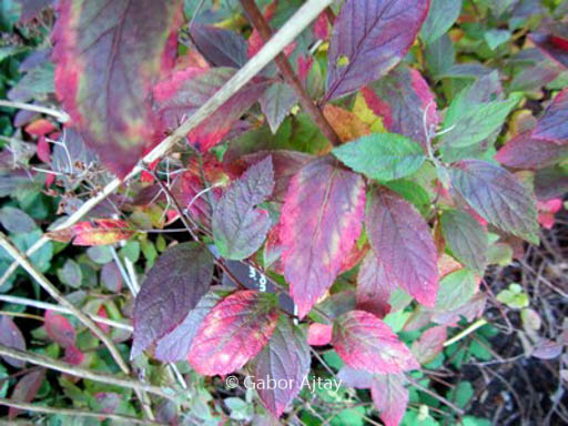 Spiraea japonica ‘Manon’