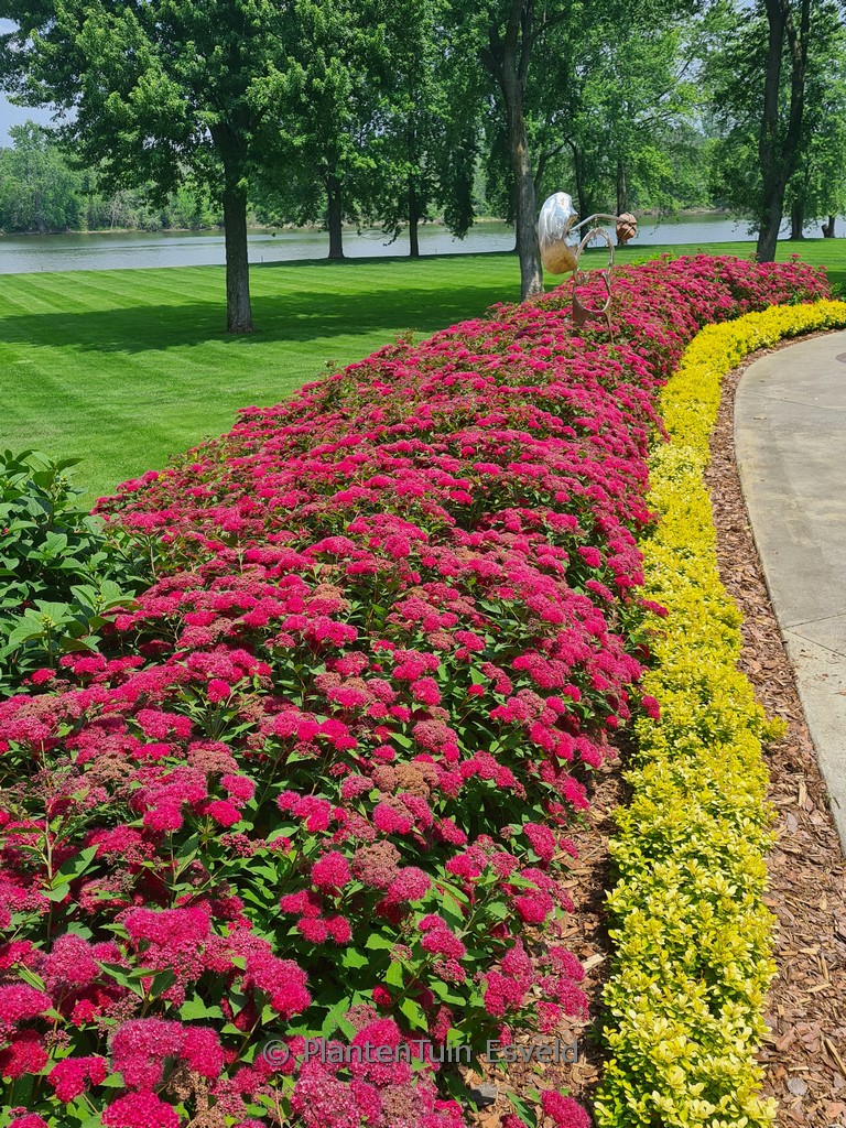 Spiraea japonica ‘NCSX2’ (Double Play Doozie)