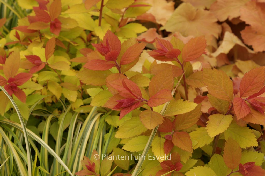 Spiraea japonica ‘Tracy’ (DOUBLE PLAY BIG BAN
