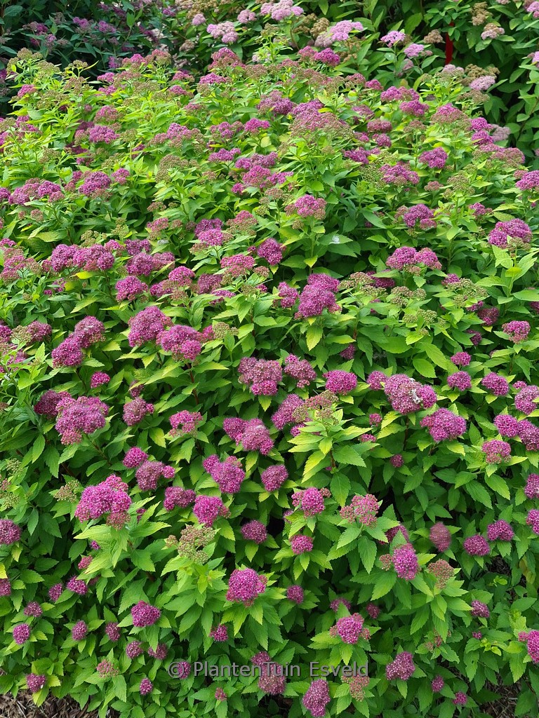 Spiraea japonica ‘Yan’ (DOUBLE PLAY GOLD)