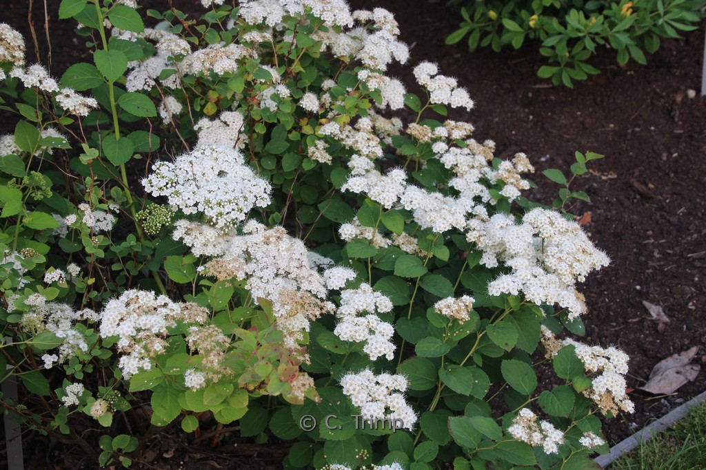 Spiraea media