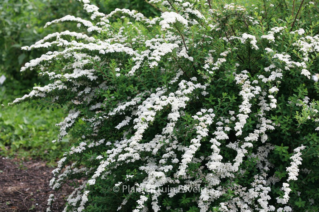 Spiraea nipponica ‘Snowmound’