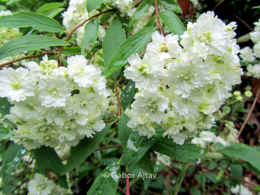 Spiraea prunifolia ‘Plena’