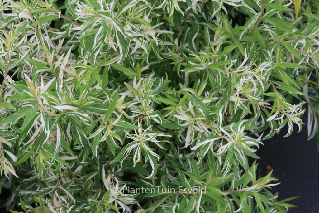 Spiraea thunbergii ‘Mount Fuji’