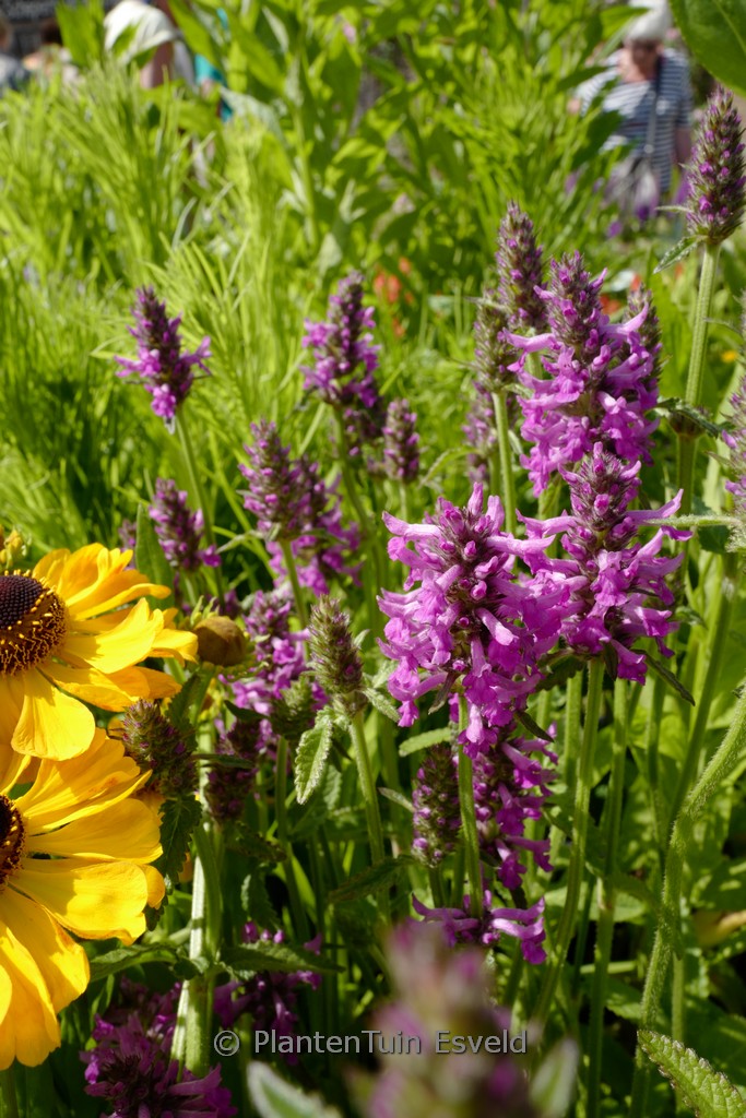 Stachys ‘Summer Romance’