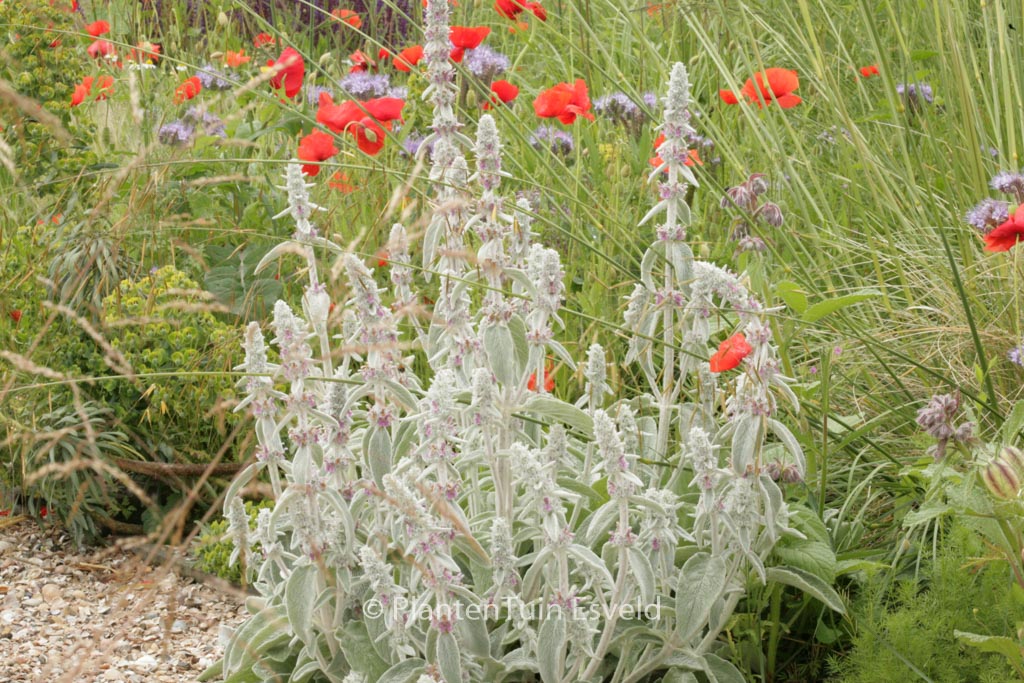 Stachys byzantina ‘Silver Carpet’